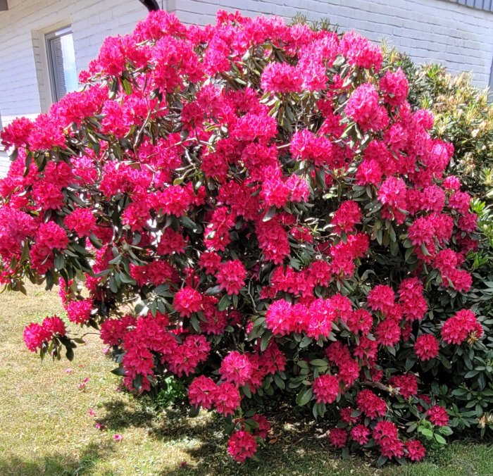 Lush Nova Zembla rhododendron bush with vibrant pink flowers in full bloom against a building backdrop.