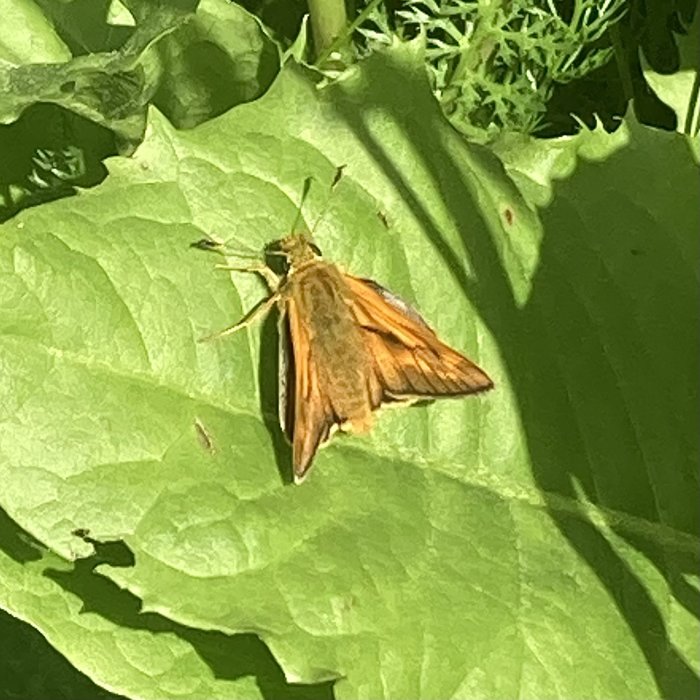 Ängssmygare fjäril, Ochlodes sylvanus, vilar på ett grönt blad i solskenet.