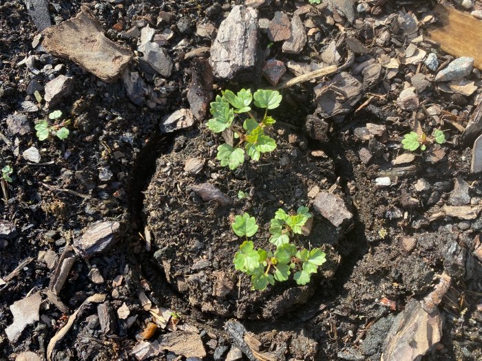 Smultronplantor odlade utomhus, några större tack vare skydd av plastburk som demonstrerar växthuseffekten.