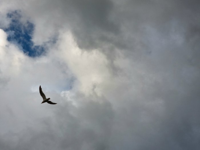 En fågel flyger på en stormig himmel med moln och en strimma blått.