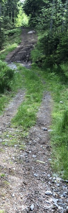 En skogsväg halvvägs genom grusning, visar blandning av gammal stig och nytt grus.