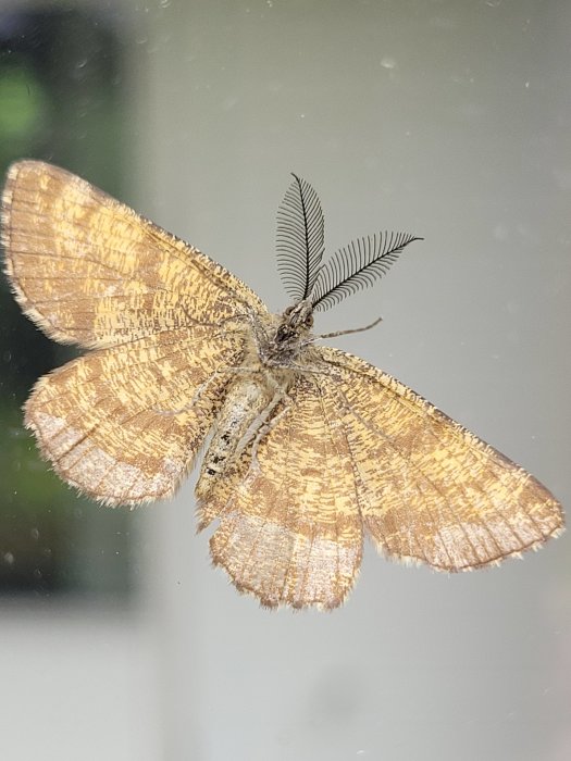 Fjäril med gulbruna vingar och fjäderliknande antenner mot en otydlig bakgrund.