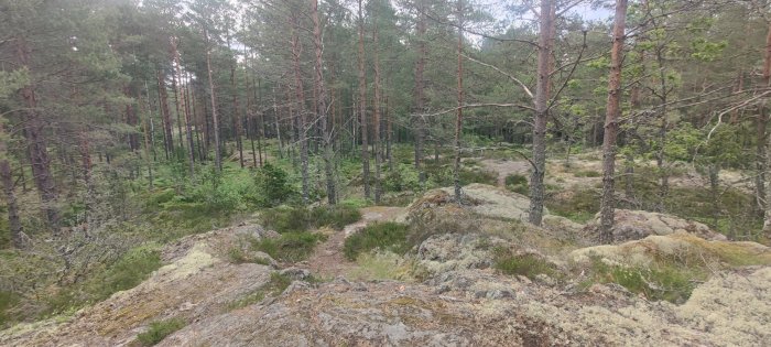 Skogslandskap med tallar, mossbevuxna stenar och stigar.