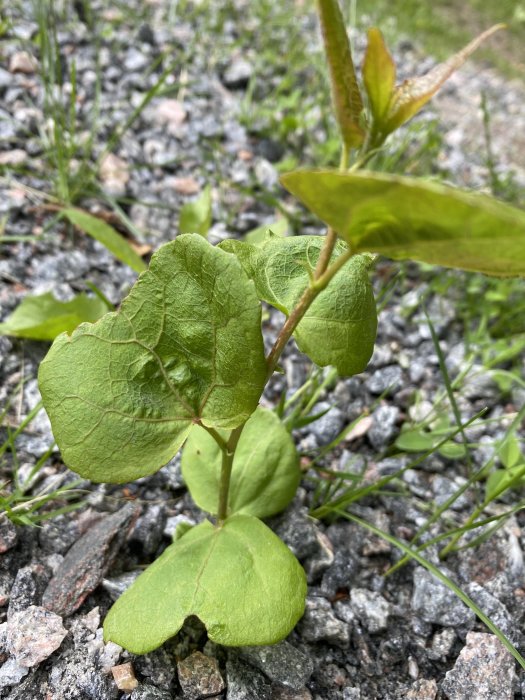 Gröna blad på en växt som växer bland småstenar och grus.