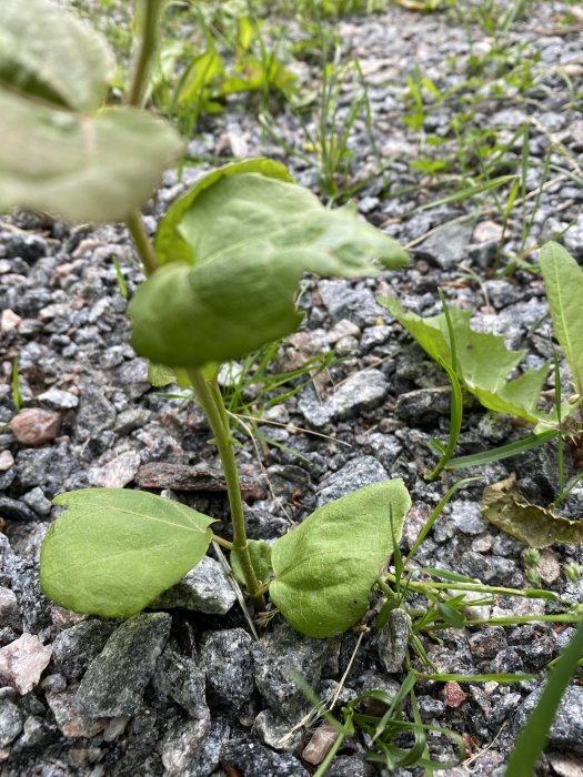 Plantväxt som bryter igenom grusbeläggning, möjlig identifikationsdiskussion.