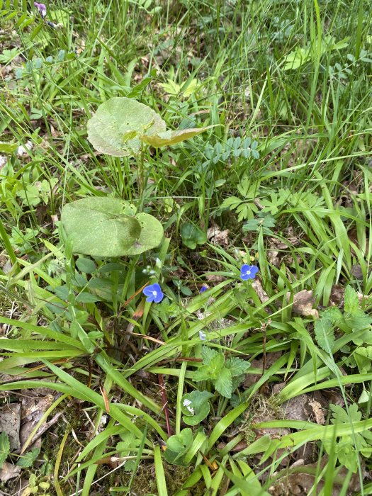 Närbild av marktäckande grön vegetation med några små blå blommor och breda blad.