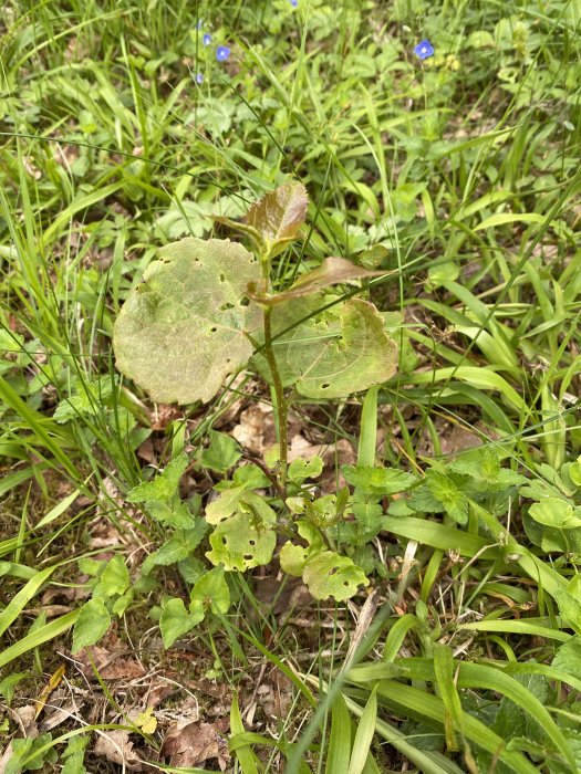 Gröna växter med hål i bladen på en äng med några små blå blommor.