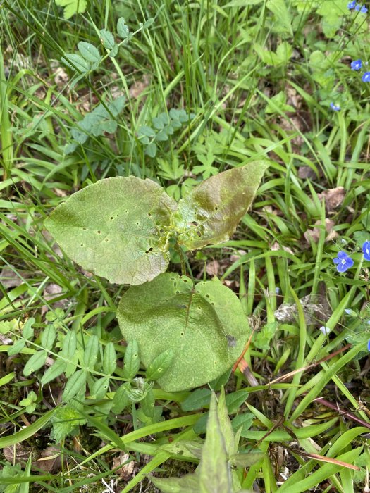 Grönt växtskott i gräsmark med små blå blommor och blandad vegetation.