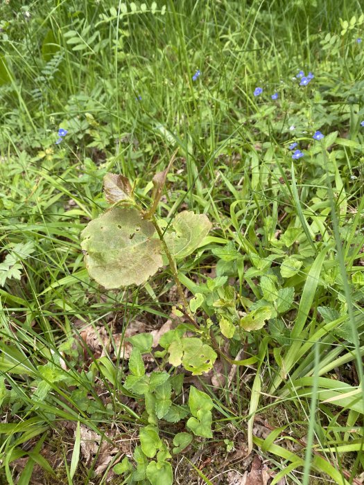 Växt i gräsmatta med blå blommor och lövverk med bruna fläckar, söker identifiering.