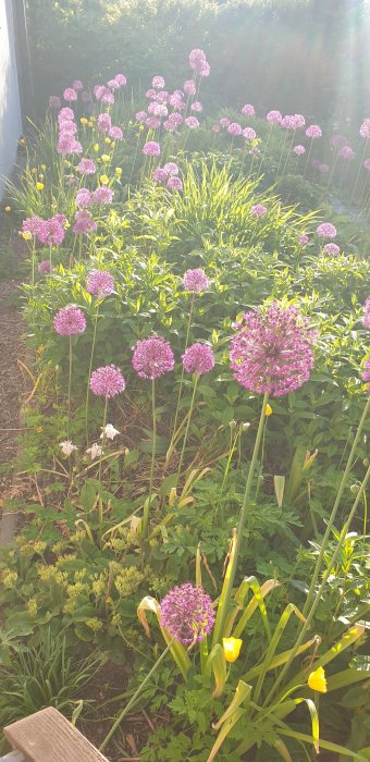 Ljusstrålande trädgård med flerfärgade blommor och växter, attraktiv för bin.