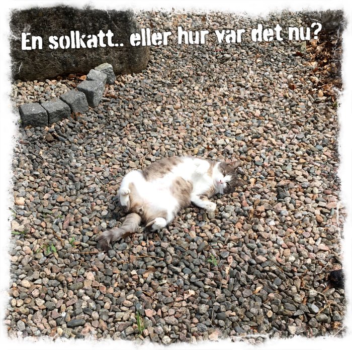 En vit och brun katt som ligger på rygg på ett grusunderlag med texten "En solkatt.. eller hur var det nu?