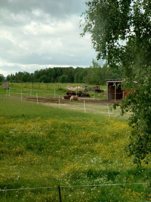 Hage med betande kor, gulblommiga ängar, ett rött uthus och ett träd i förgrunden.