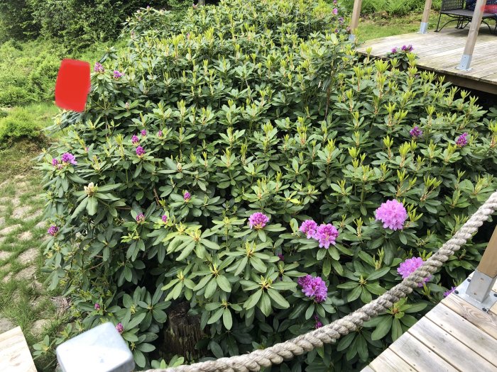 Trädgård med rosa rhododendronbuskar intill en träterrass, före byggarbete.