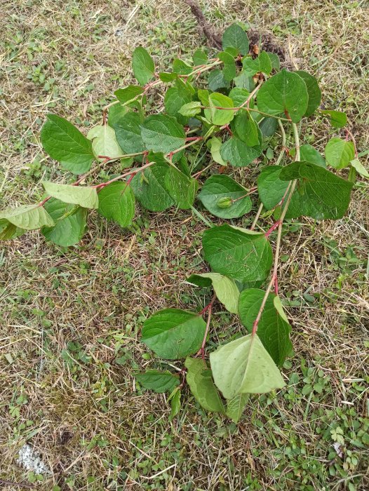 Grenar med gröna blad på gräsmark, möjlig fråga om växtidentifiering.