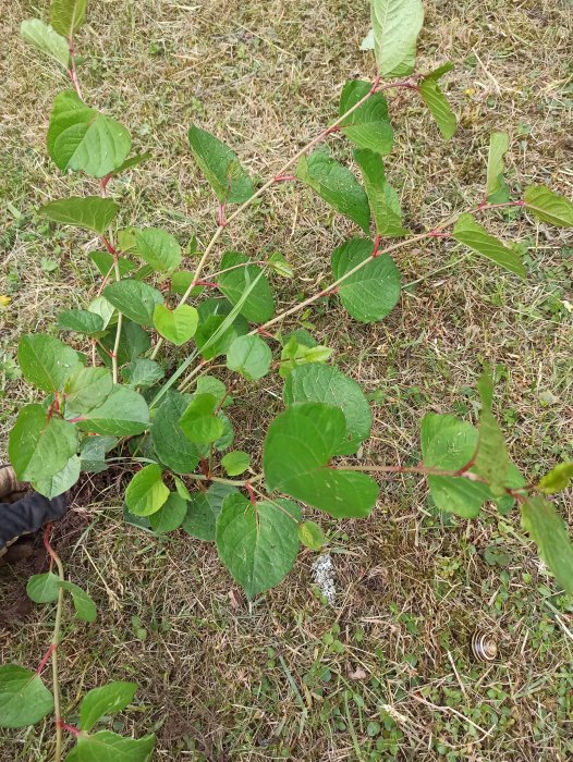 Ung planta med gröna blad och röda stjälkar mot gräsbakgrund.