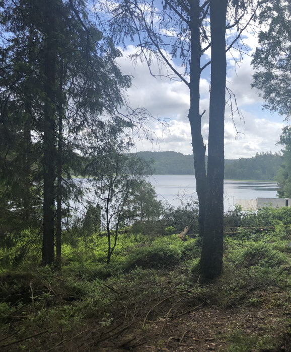 En skogbevuxen backe med utsikt över en sjö, markerad för att grusas och planteras med pallkragar.