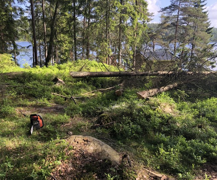 Motorsåg vid nedfällda träd i skogsnatur med insjö i bakgrunden, planerad plats för trädgårdsprojekt.