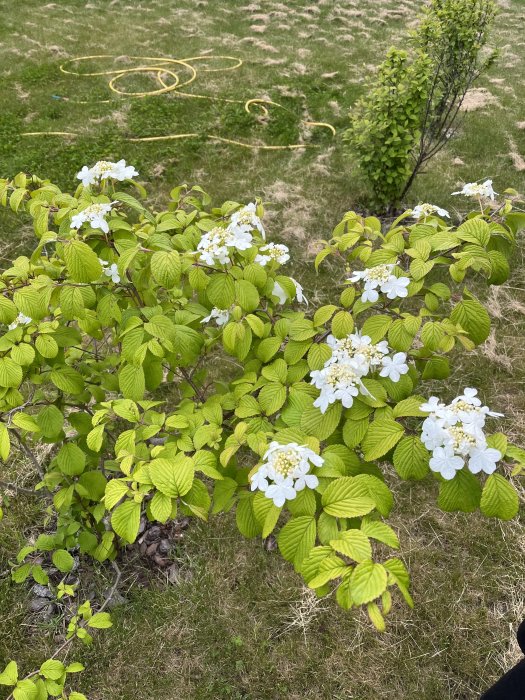 Viburnum plicatum, japanskt olvon, med vita blomklasar och gröna blad i en trädgård.