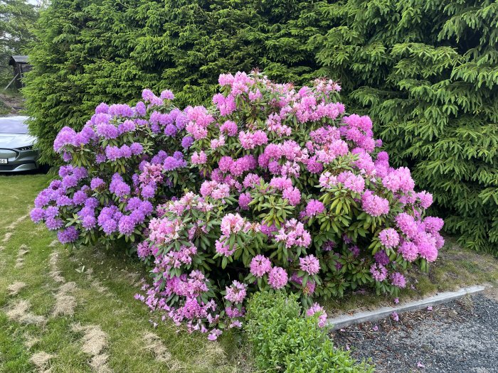 Lush rhododendron bushes with vibrant purple and pink blooms against green foliage in a garden setting.