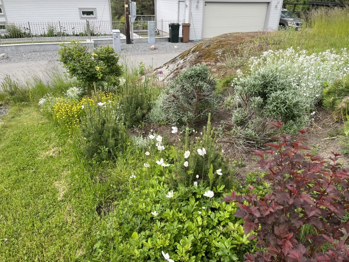 Trädgårdsrabatt med blandade växter inklusive tovsippor och rödbladig smällspirea, med gräsmatta och garage i bakgrunden.