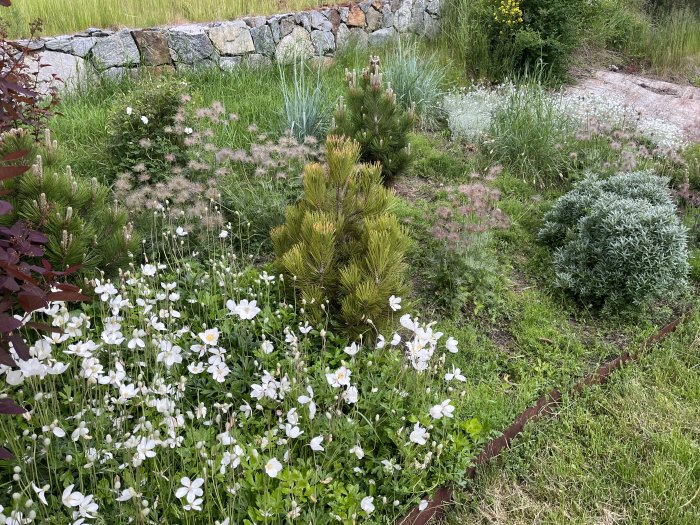 En välskött trädgårdsrabatt med blandning av perenner och buskar framför en stenmur.