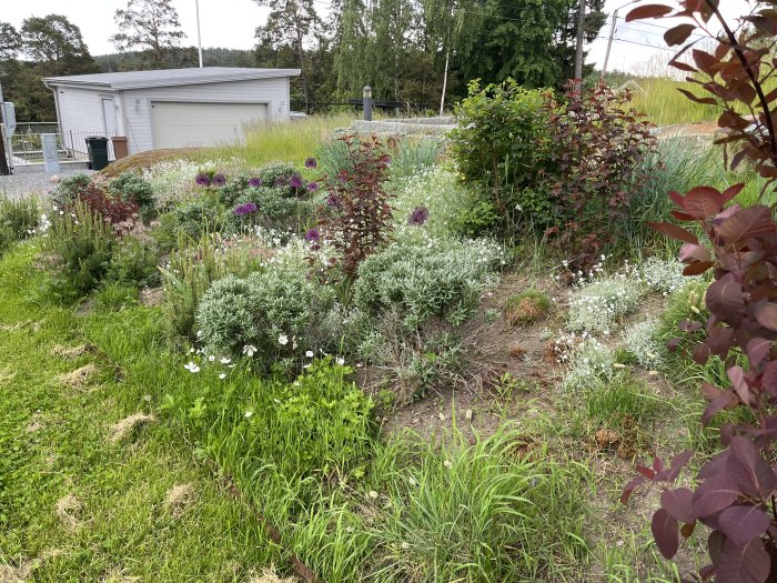 Blomstrande trädgårdsrabatt med blandade växter som allium och silverarv, med grönt gräs och hus i bakgrunden.