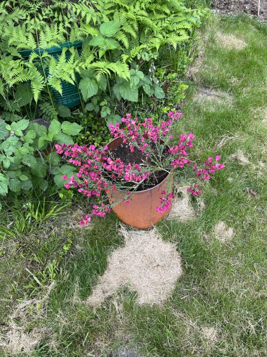 Lerkruka med blomstrande rödbladig smällspirea omgiven av gröna växter och ormbunkar i en trädgård.