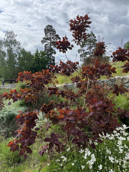 Trädgård med rödbladig smällspirea i förgrunden och blommor samt träd i bakgrunden.