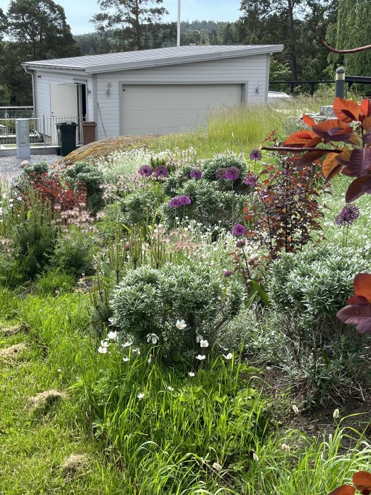 Blomstrande trädgårdsrabatt med japanskt olvon, allium, och diverse växter framför vit husvägg.