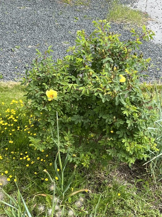 Gulblommande buske med omgivande gröna växter och gula blommor i en trädgård.