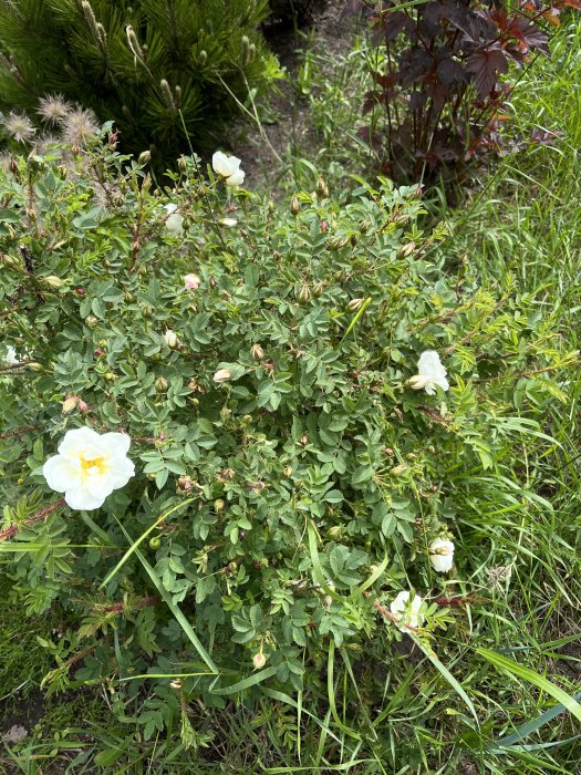 Rosa buske med vita blommor och knoppar i en trädgård med blandade växter i bakgrunden.