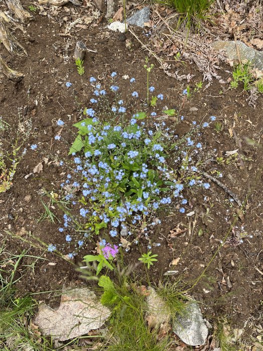 Trädgårdsrabatt med blommande förgätmigej och några sparsamma tovsippor bland jord och stenar.