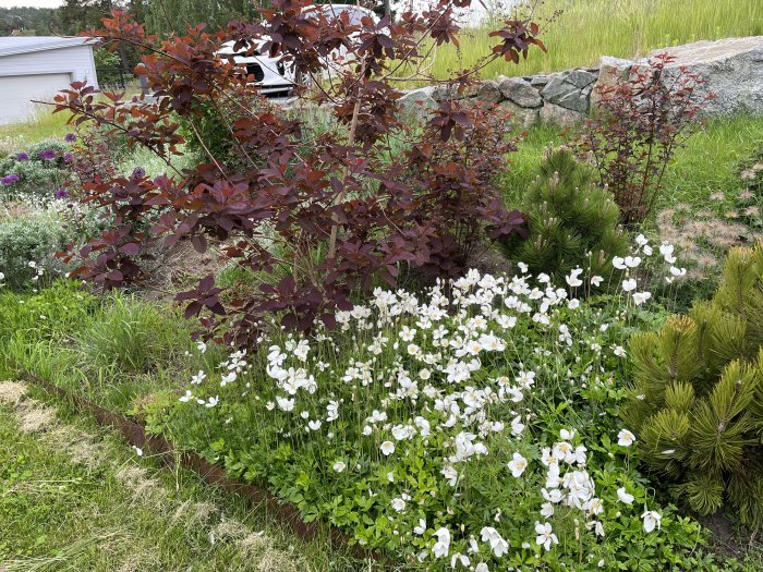 Trädgård med japanskt olvon, vita tovsippor och rödbladig smällspirea, omgivet av grönska.