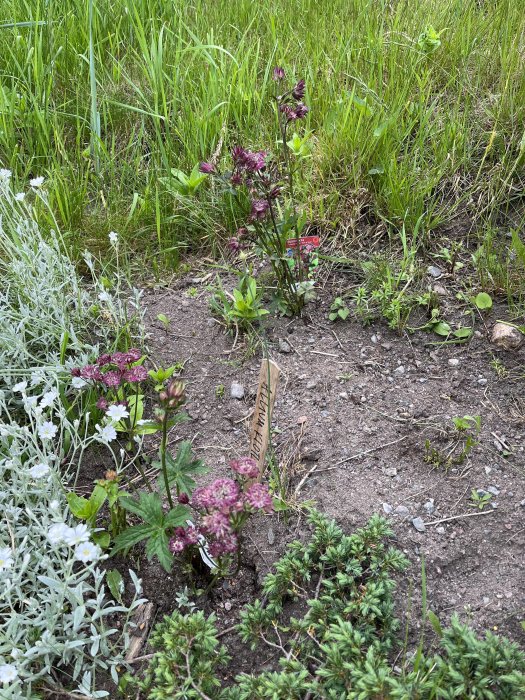 Trädgårdsrabatt med blandade perenner, inklusive rödbladig smällspirea och förgätmigej.