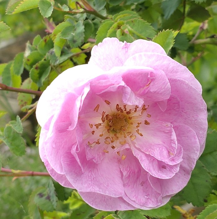 Närbild på en rosa blommande ros med lite rost på bladen.