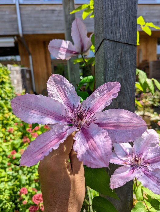 En hand håller en stor klematisblomma framför en trästolpe med grönska i bakgrunden.