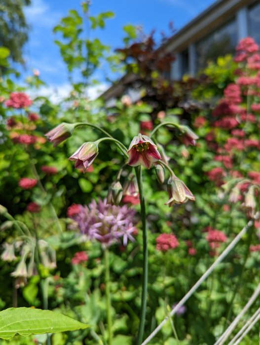 Akleja 'Black Barlow' i fokus med mörkröda blommor framför en oskarp trädgårdsbakgrund med blandade växter.