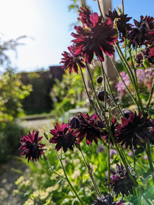 Närbild av mörklila Akleja 'Black Barlow' blommor i soligt trädgårdsland, otydlig bakgrund av grönska.