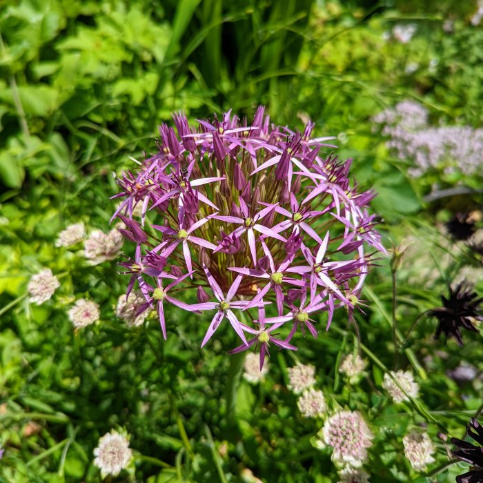 Lila stäpplök i blom omgiven av grönska och andra blommor i trädgården.