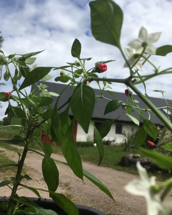 En Apache-chilipepparplanta med röda frukter och vita blommor i en kruka, med ett hus i bakgrunden.