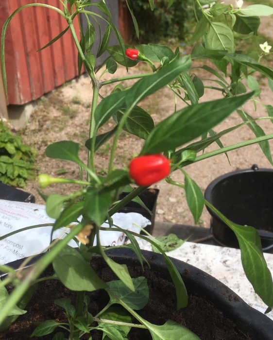 En röd APACHE chili på en grönskande planta i en nyplanterad kruka med jord, utomhusmiljö i bakgrunden.