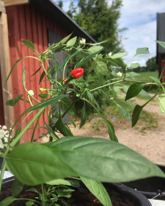En APACHE-chilipepparplanta med mogen röd frukt, knoppar och gröna blad i en kruka.