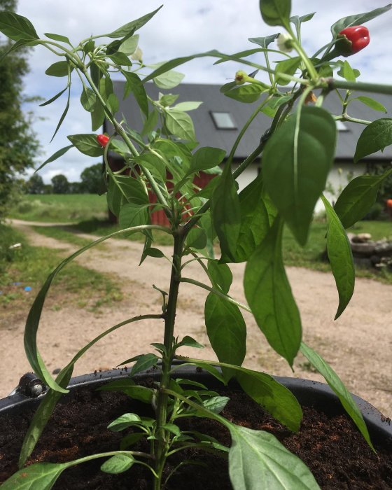 En ung Apache-chilipepparväxt i ny kruka med några röda frukter, mot bakgrund av ett hus.