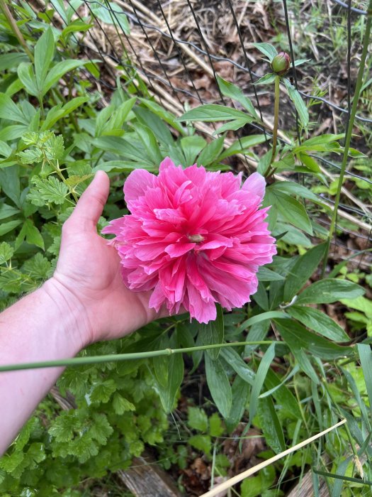 Hand håller en blomstrande rosa pion med en vallmokapsel i bakgrunden.