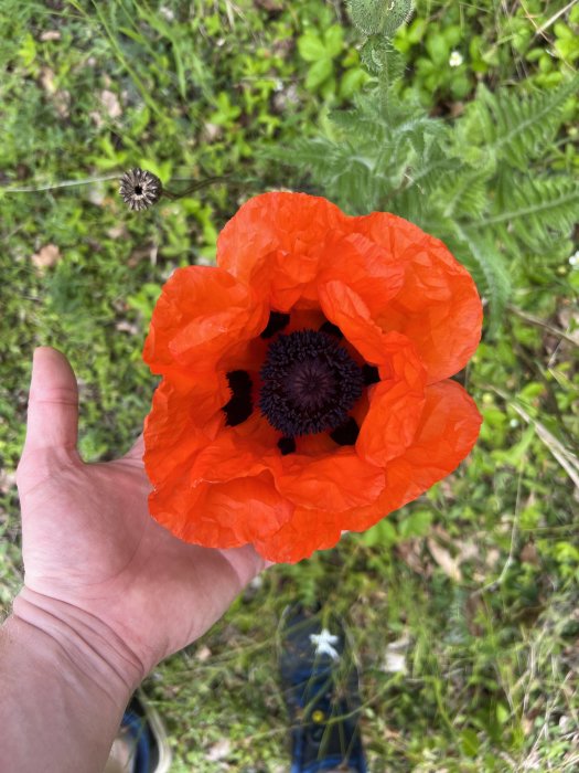 Hand håller en orange vallmoblomma med svart mitt och grön växtbakgrund.