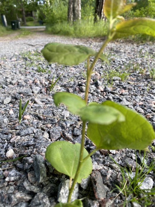 Ung planta växer genom grusig mark med suddig bakgrund.