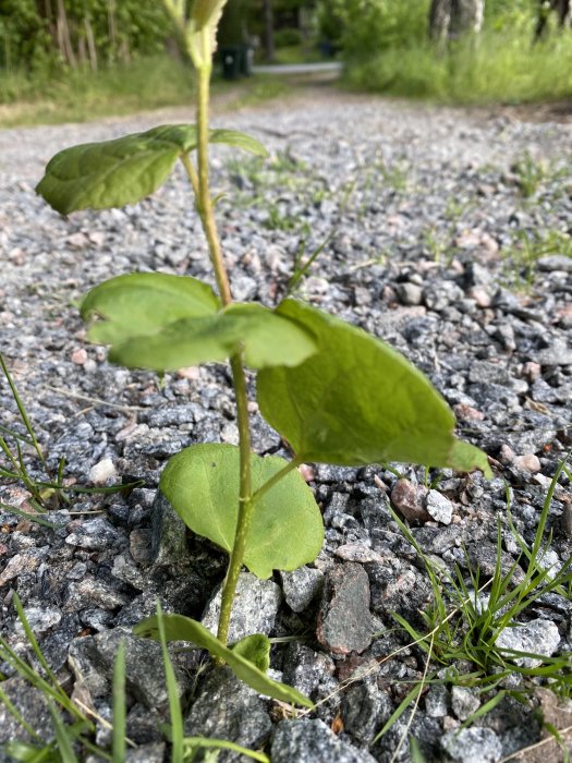 Ungt träd som växer fram genom en grusig mark.