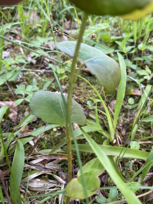 Närbild av gröna plantor och gräs på skogsmark.