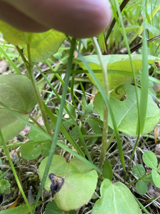 Närbild på gröna växter och blad på marken med en persons finger som pekar.