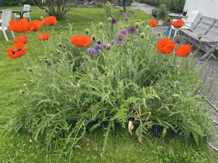 Blommande röda vallmoblommor och knoppar i en trädgård med grönt gräs och trädgårdsmöbler i bakgrunden.